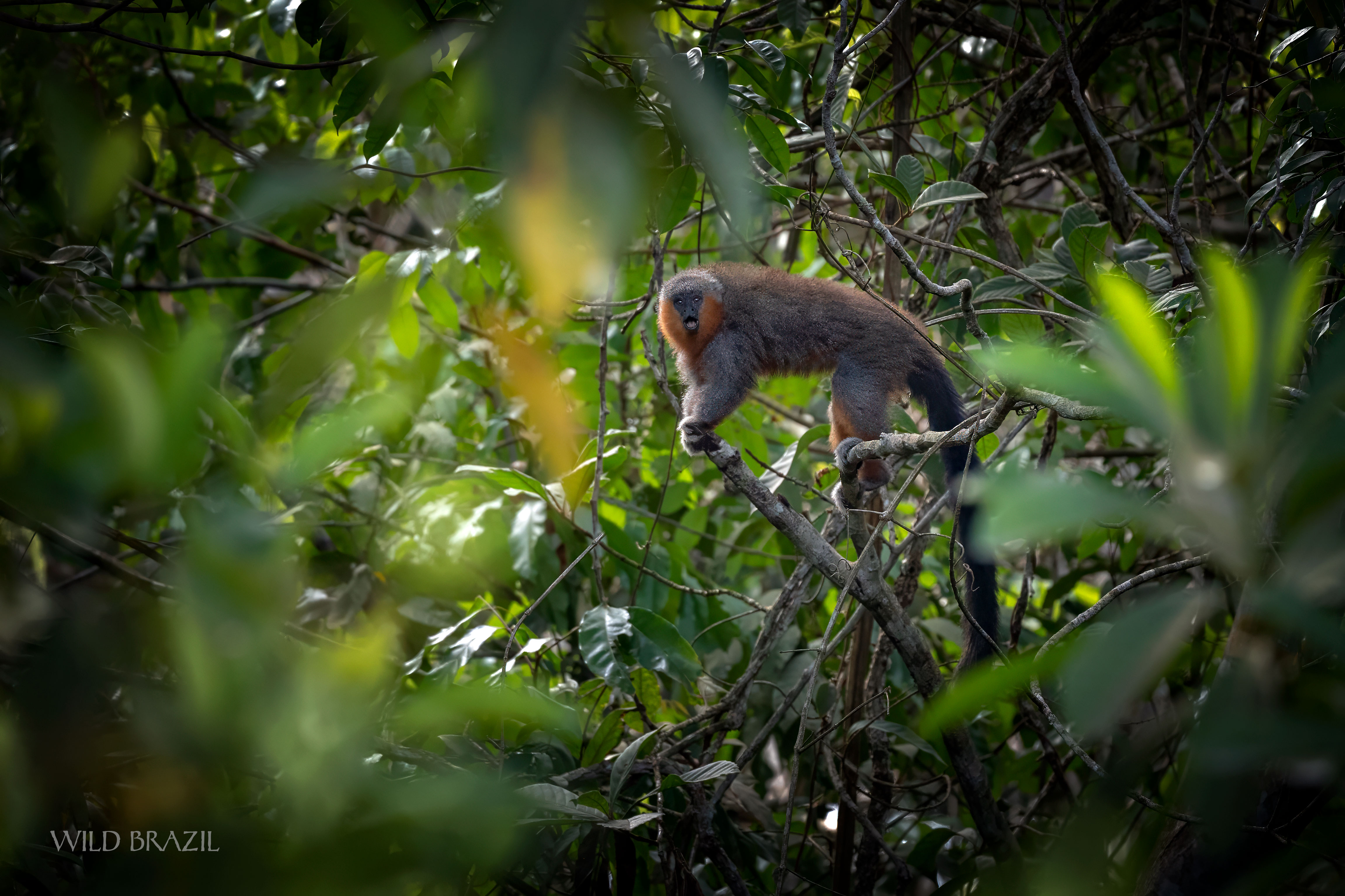 primate watching jardim amazonia