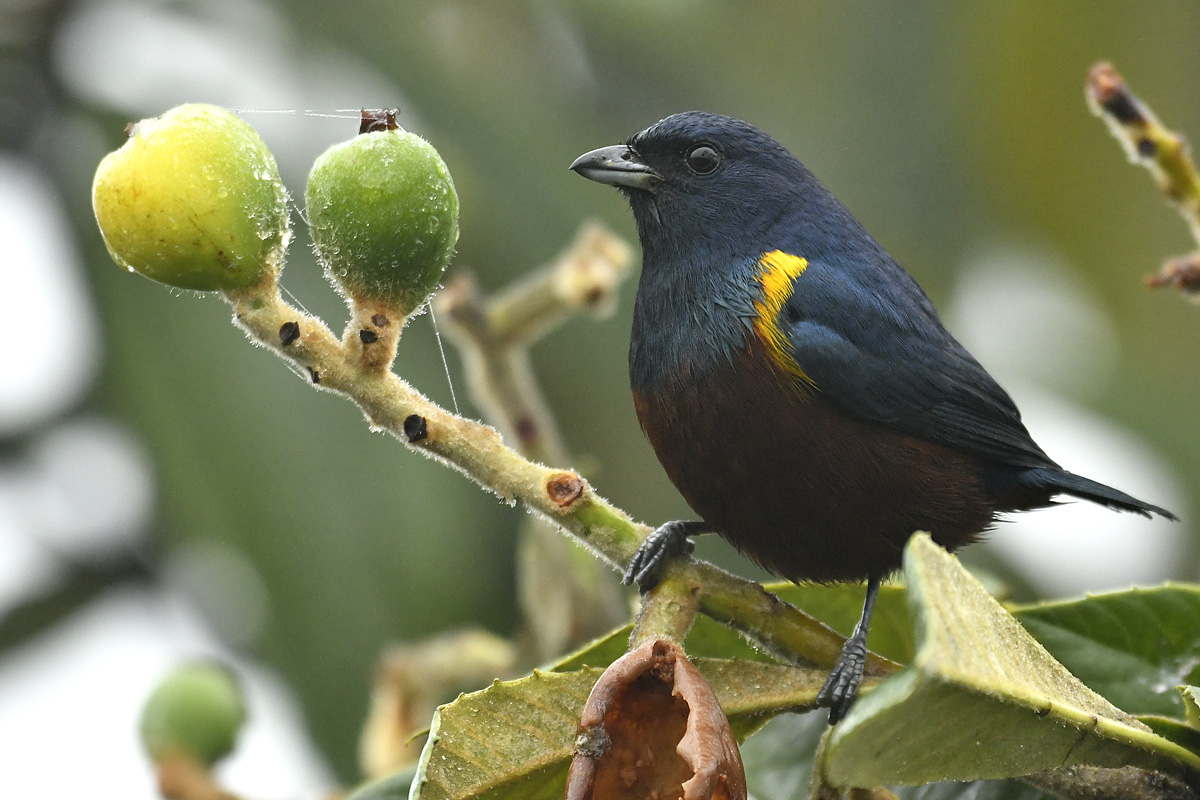 Rio - Regua, Itororó birding tour