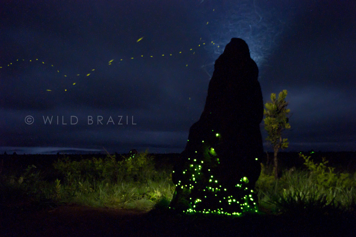 bioluminescent termite mounds
