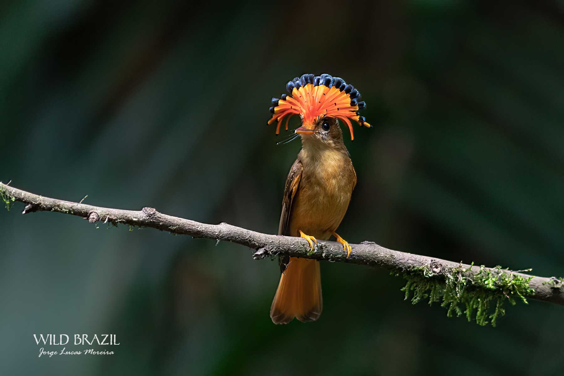 atlantic rainforest bird photography