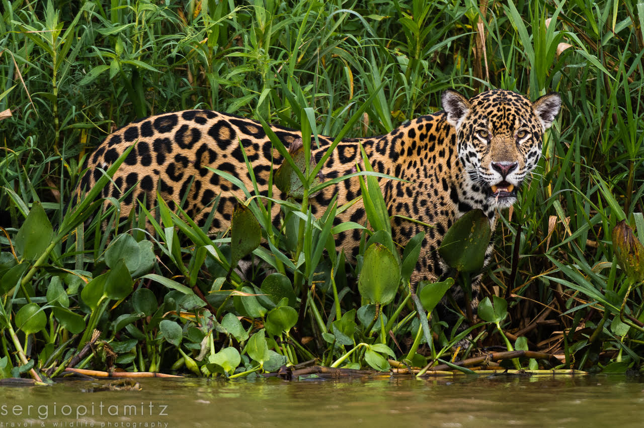 jaguar photography by Sergio Pitamitz